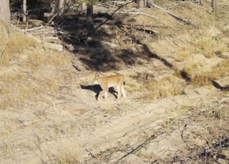 В Рязанской области в фотоловушку попала рысь