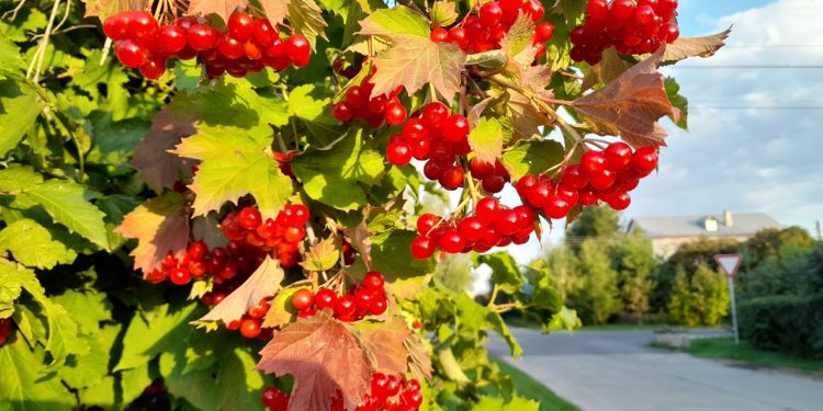 Тишковец пообещал июльскую погоду в начале следующей недели