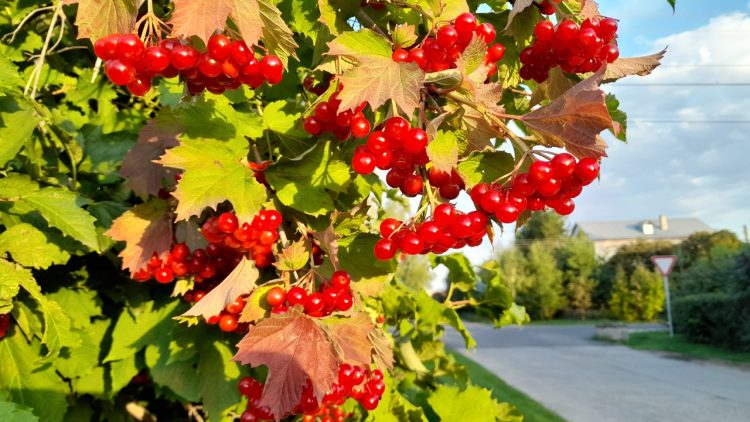 Тишковец пообещал июльскую погоду в начале следующей недели