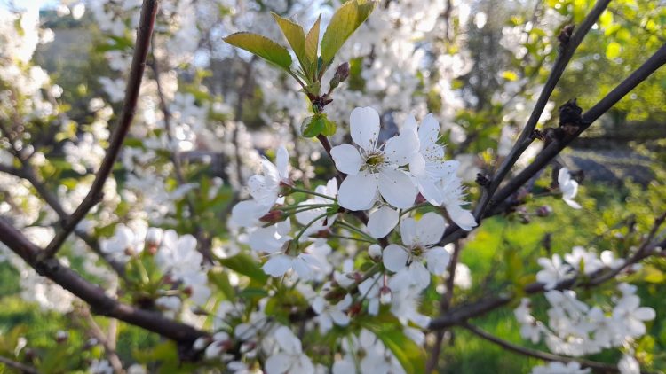С 22 мая в Рязанскую область вернется летняя погода