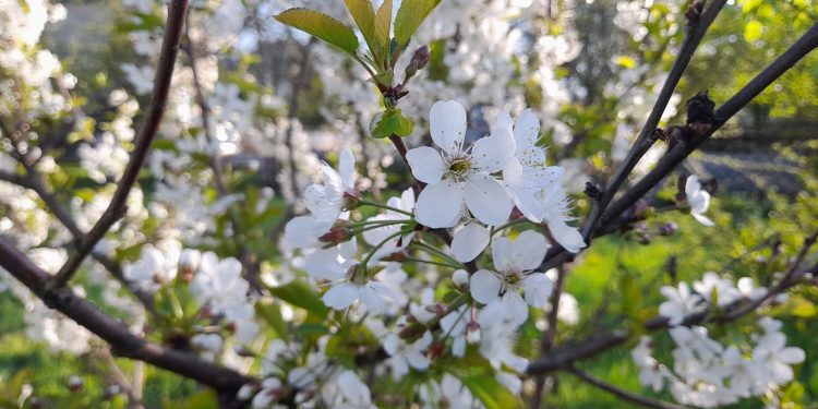 В последний день марта в Рязани установлен рекорд тепла в +16,1 градуса
