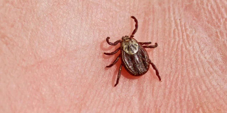 За минувшую неделю в Рязанской области от укусов клещей пострадали 83 человека
