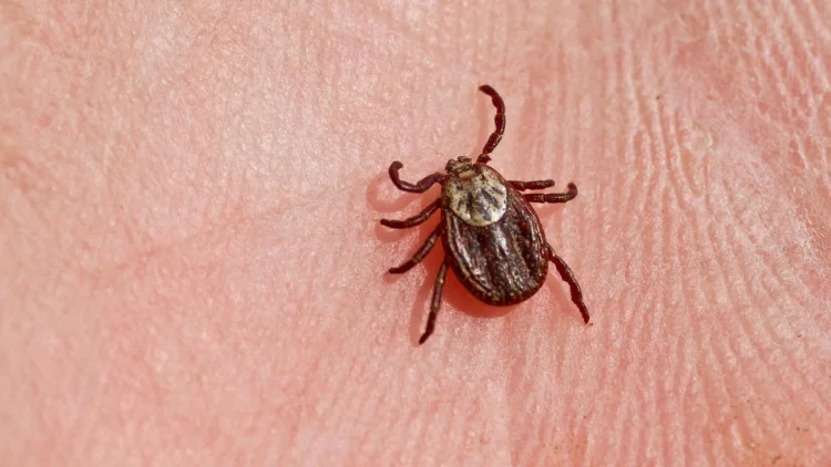 За минувшую неделю в Рязанской области от укусов клещей пострадали 83 человека