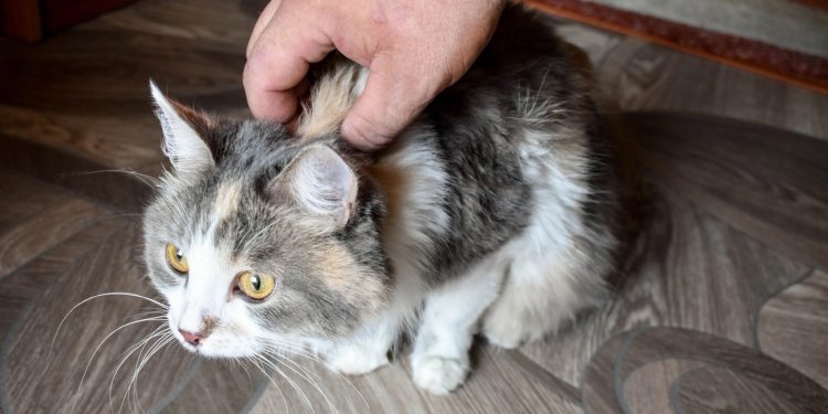 Рязанские волонтеры спасли кошку, которая выпала на пристройку дома