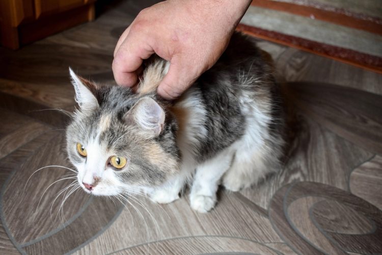 Рязанские волонтеры спасли кошку, которая выпала на пристройку дома