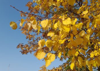 В четверг в Рязанской области ожидается до +9 градусов В четверг в Рязанской области ожидается до +9 градусов