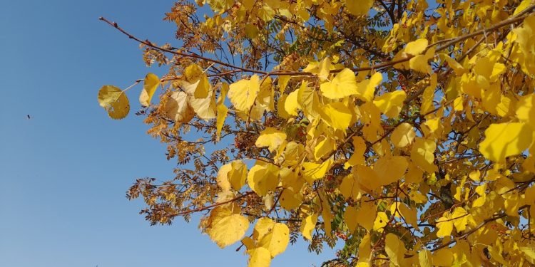 В четверг в Рязанской области ожидается до +9 градусов