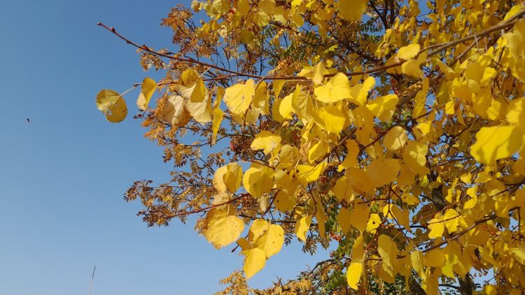 В четверг в Рязанской области ожидается до +9 градусов