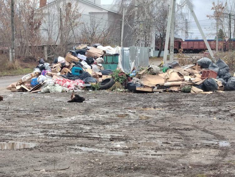 В рязанском Рыбном неизвестные выбросили рядом с мусорными контейнерами коровью голову