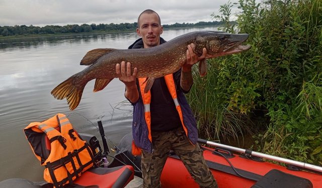 В Оке обнаружены щуки-гиганты
