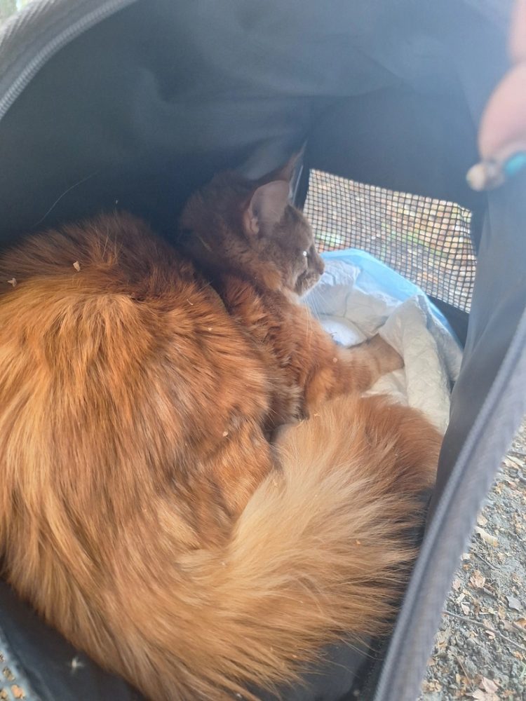 Рязанские волонтеры спасли запутавшуюся в шлейке на дереве кошку