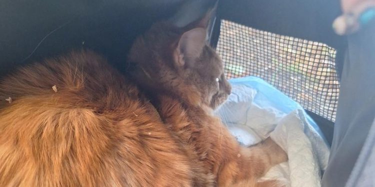 Рязанские волонтеры спасли запутавшуюся в шлейке на дереве кошку