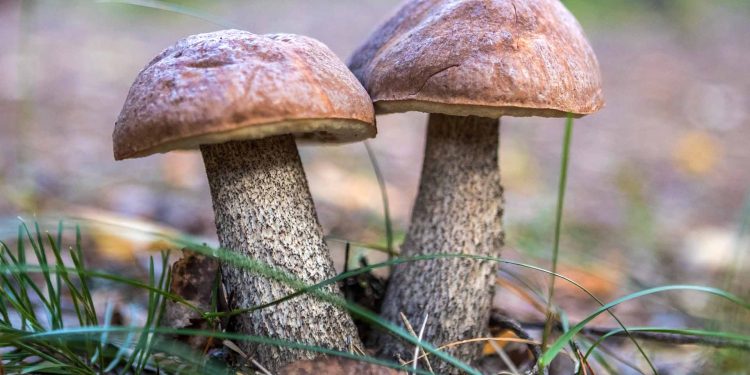 Рязанскую область ждет большой грибной сезон