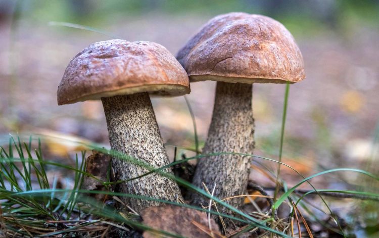 Рязанскую область ждет большой грибной сезон