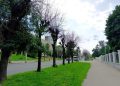Рязанцы переживают за деревья на улице Есенина