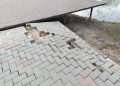 Рязанцы раскритиковали состояние помостов у Черезовских прудов