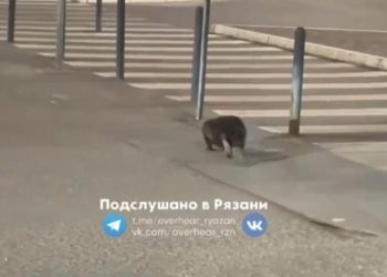 Бобер поселился рядом с рязанским «Глобусом»