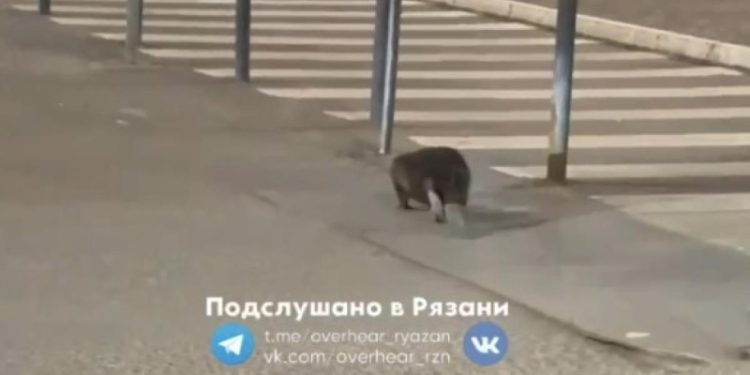 Бобер поселился рядом с рязанским «Глобусом»