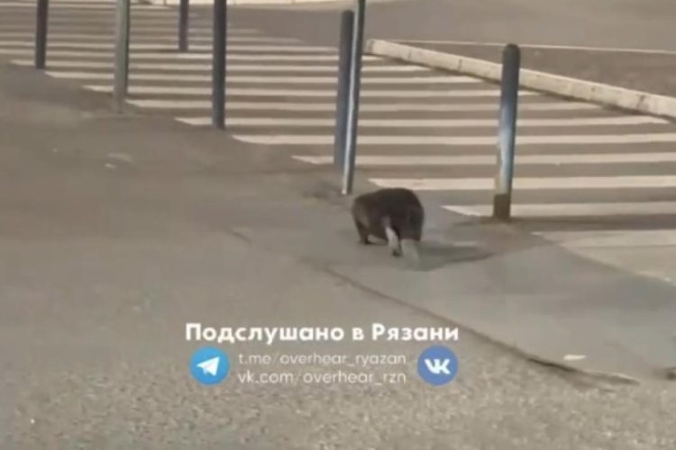 Бобер поселился рядом с рязанским «Глобусом»