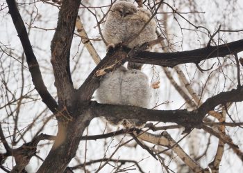 В рязанском ЦПКиО запечатлели совят