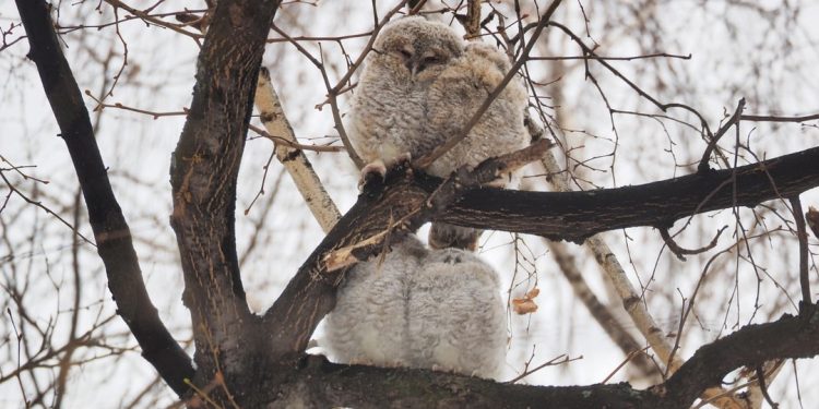 В рязанском ЦПКиО запечатлели совят