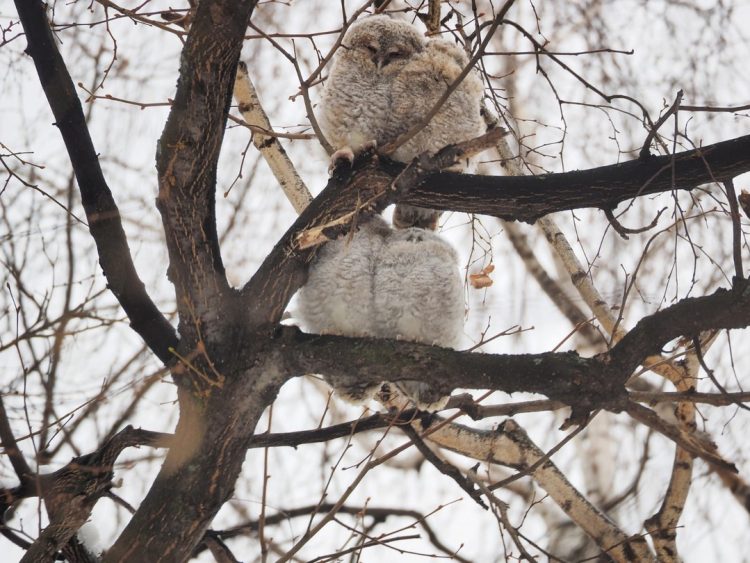В рязанском ЦПКиО запечатлели совят