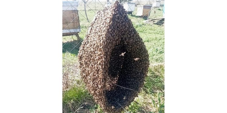 В рязанском Кадоме наблюдается рекордно ранее роение пчел на пасеке В рязанском Кадоме наблюдается рекордно ранее роение пчел на пасеке