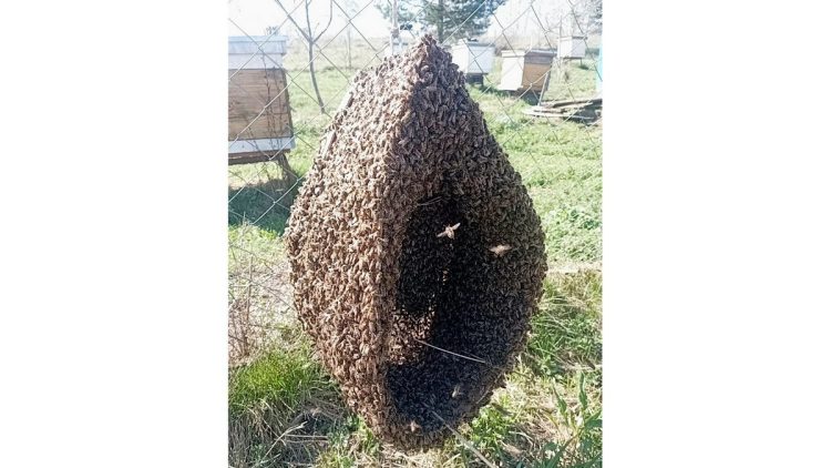 В рязанском Кадоме наблюдается рекордно ранее роение пчел на пасеке