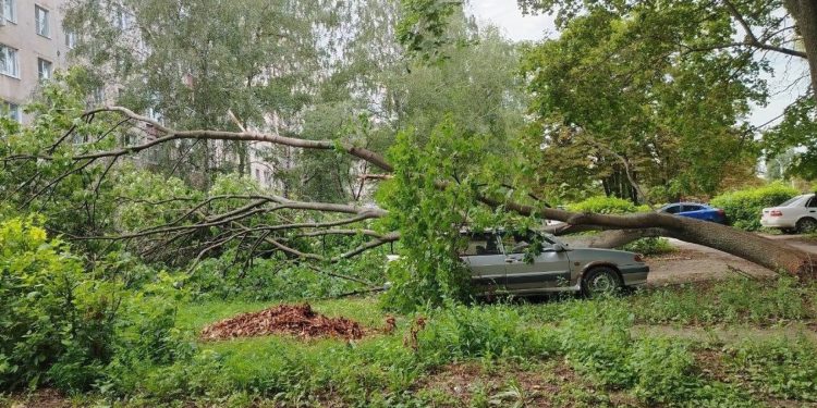 В Рязани припаркованный автомобиль пострадал от упавшего дерева