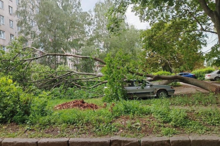 В Рязани припаркованный автомобиль пострадал от упавшего дерева