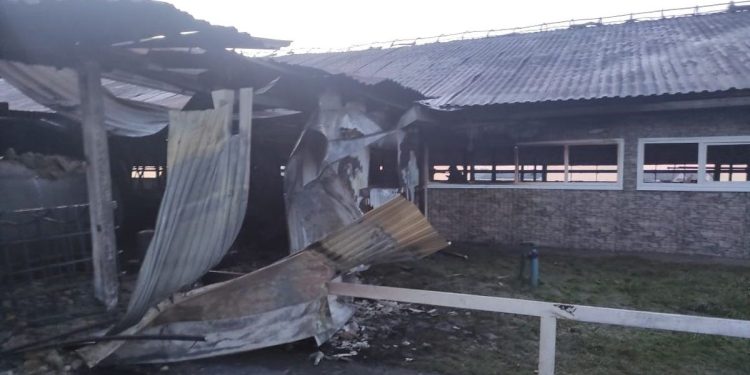 В Рязанском регионе на пожаре погибли 16 коров В Рязанском регионе на пожаре погибли 16 коров