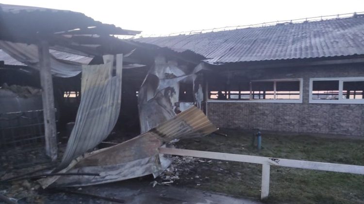 В Рязанском регионе на пожаре погибли 16 коров