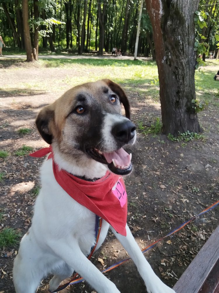 На выставке бездомных животных в Рязани удалось пристроить 5 собак и 8 кошек