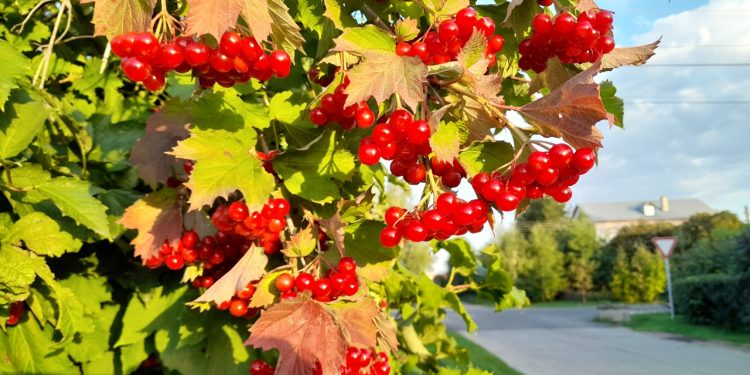 Метеорологическое тепло в сентябре в Рязанской области продлится две недели