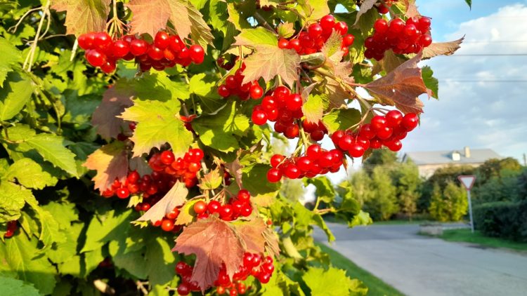 Метеорологическое тепло в сентябре в Рязанской области продлится две недели