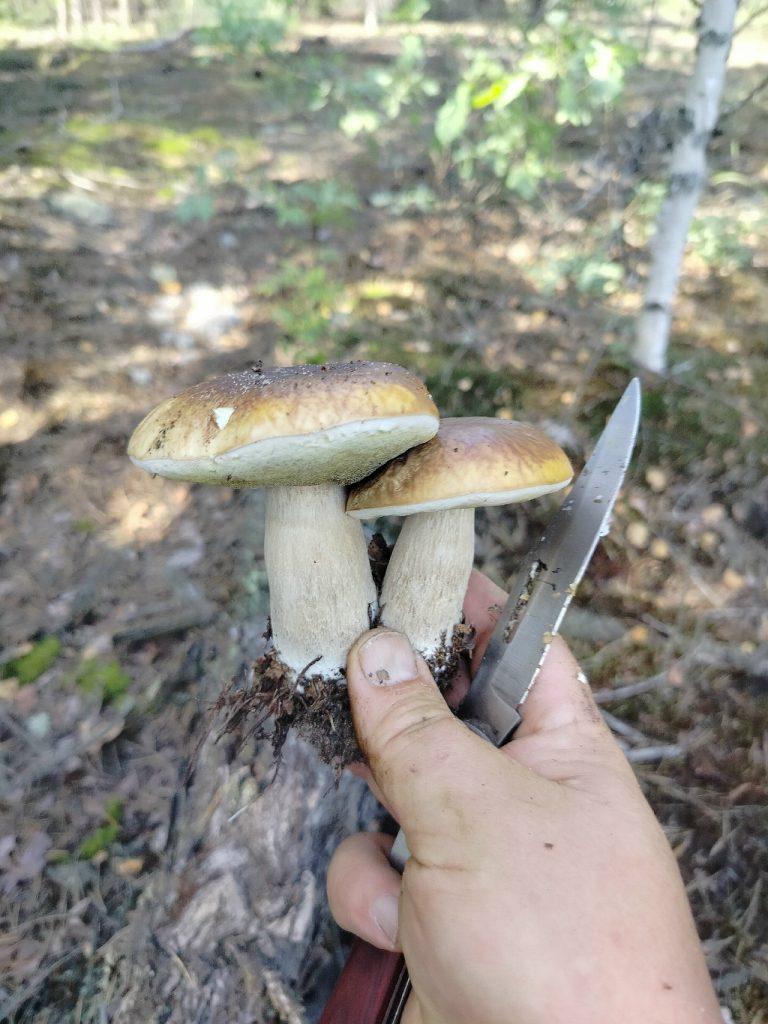 Рязанские грибники продолжают делиться фото из мест тихой охоты
