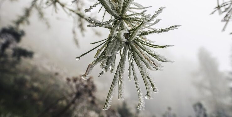Метеоролог Позднякова: февраль в Центральной России будет ненамного теплее климатической нормы
