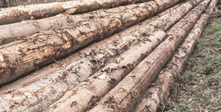 В Калужской области черный лесоруб убил троих лесничих, двоих взял в заложники В Калужской области черный лесоруб убил троих лесничих, двоих взял в заложники