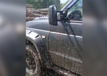 После нашествия мошек Рязанскую область накроют слепни и лосиная вошь