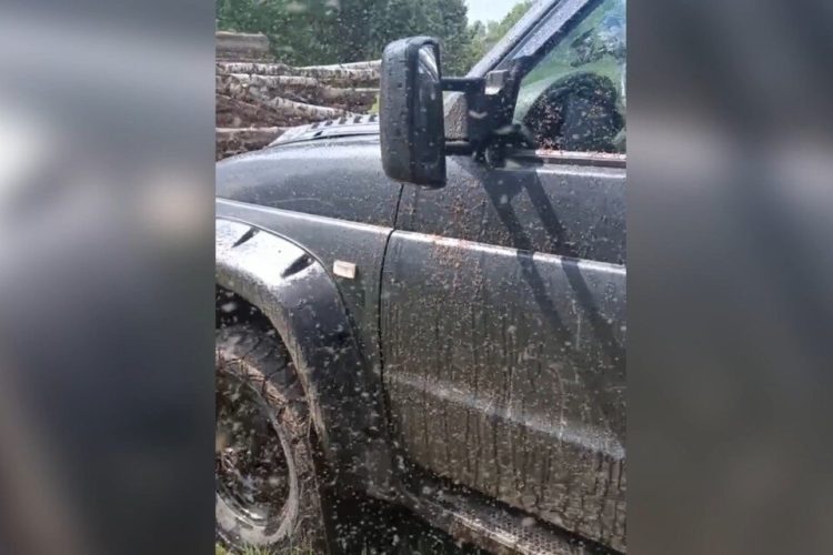 После нашествия мошек Рязанскую область накроют слепни и лосиная вошь