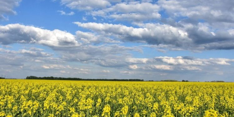 Цветение рапса засняли в Кораблинском районе Цветение рапса засняли в Кораблинском районе