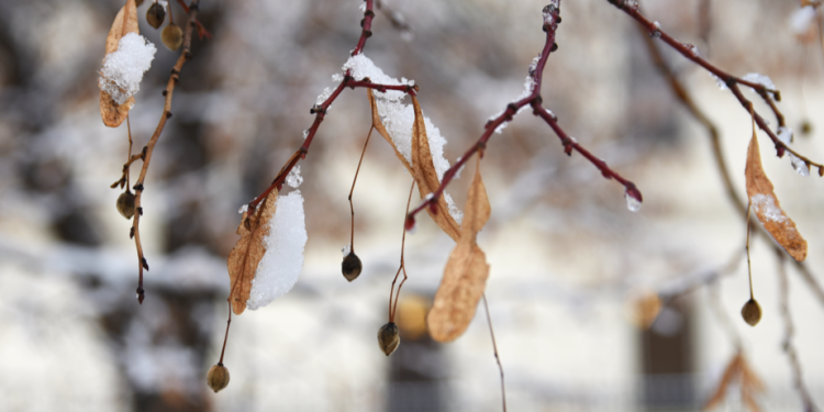 Рязанцам рассказали, когда в области выпадет первый снег