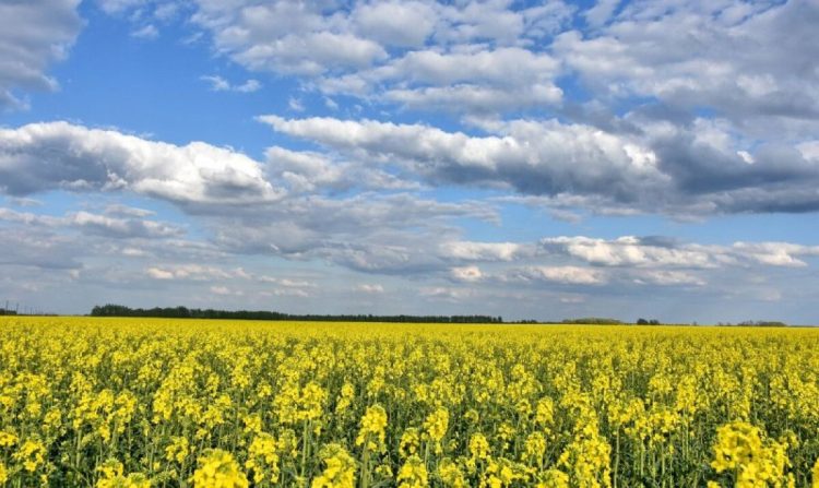 Цветение рапса засняли в Кораблинском районе