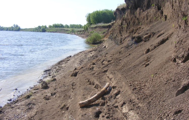 Под Рязанью рыбак обнаружил на берегу Оки бивень мамонта