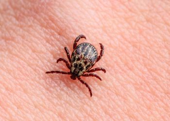 За минувшую неделю в Рязанской области от укусов клещей пострадали 114 человек