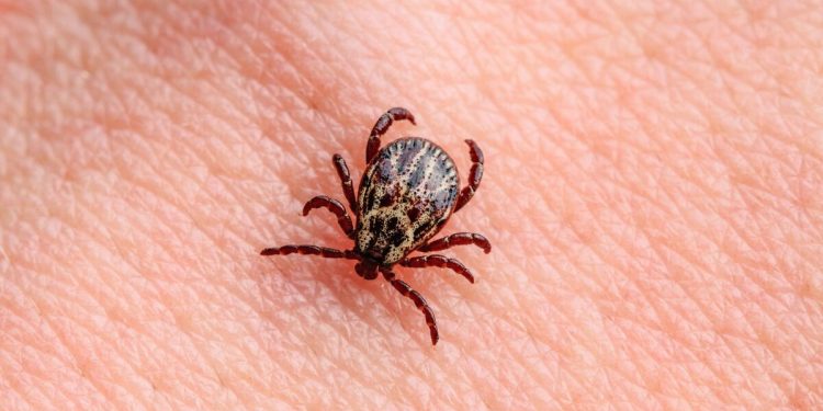 За минувшую неделю в Рязанской области от укусов клещей пострадали 114 человек