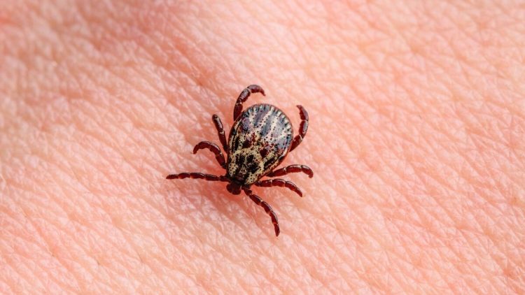 За минувшую неделю в Рязанской области от укусов клещей пострадали 114 человек