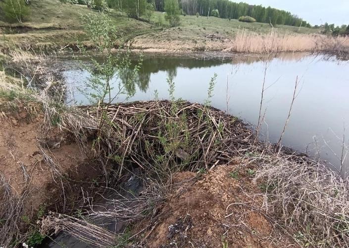 В Пронском районе бобры починили плотину