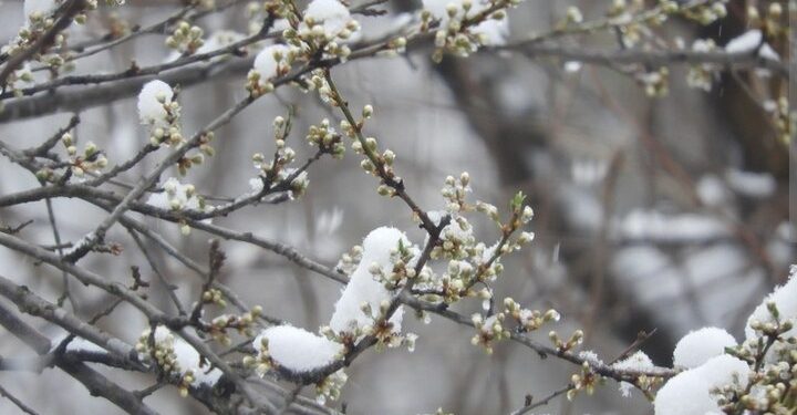 В пятницу в Рязанской области ожидается мокрый снег и до +12 градусов