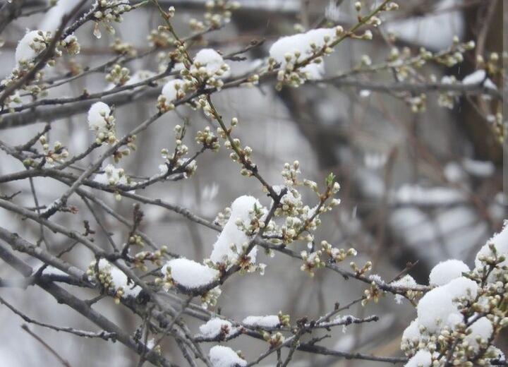 В пятницу в Рязанской области ожидается мокрый снег и до +12 градусов